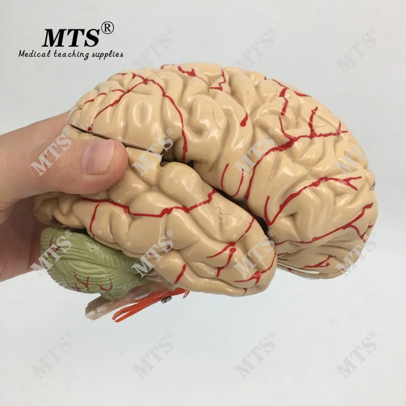Анатомическая модель мозга структура связь анатомическая Учебная медицинская