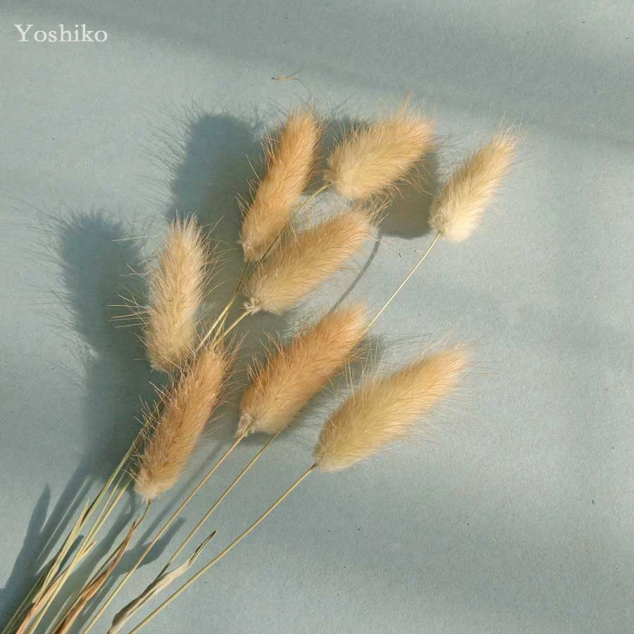 Yoshiko 50 шт./компл. натуральное сухое растение Рид ремесло Домашний декор Фотография реквизит магазин офисные Свадебные украшения