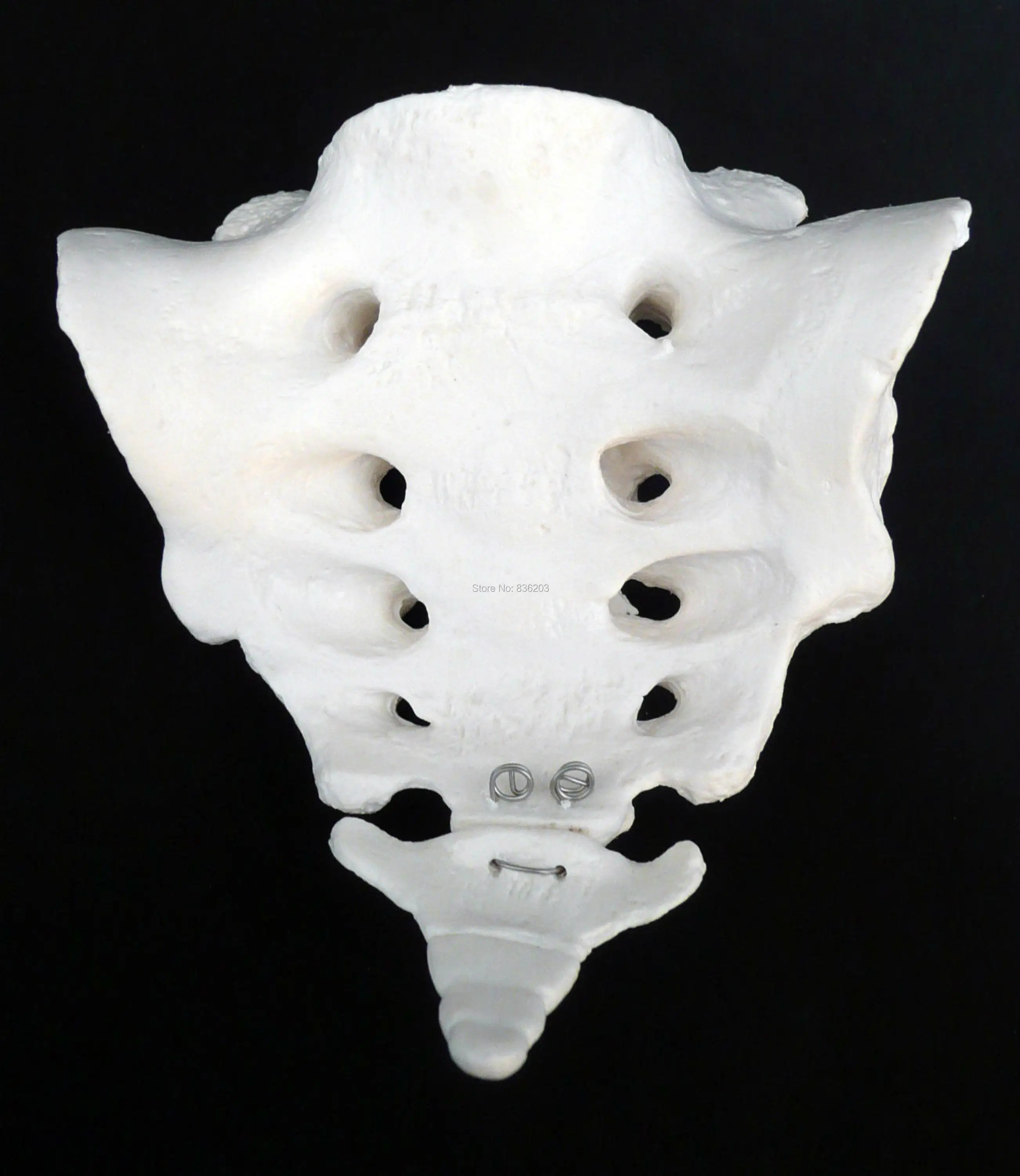 Анатомия человеческого черепа модель крестца человека с копчика 45 см Забавный