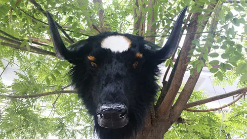 

big simulation cow head model plastic&fur black cattle head doll gift 56x38x50cm a132