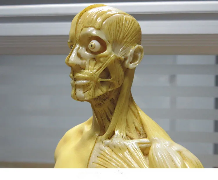 Каркас человеческого черепа из ПУ кожи анатомическая модель для зубных протезов