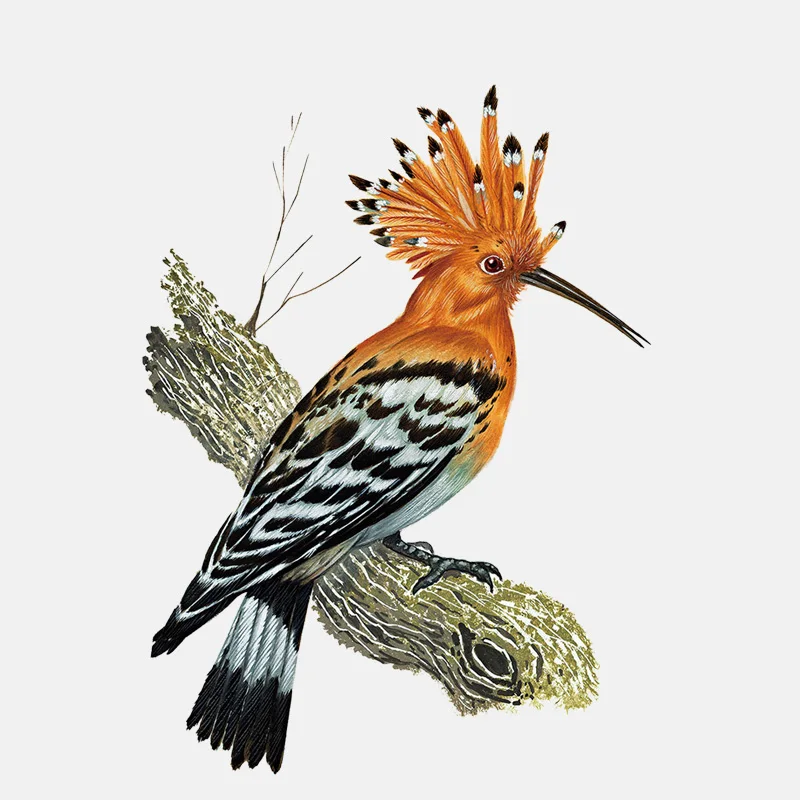 YJZT 12 3 см * 16 6 Hoopoe желто коричневая декоративная наклейка на окно из ПВХ 11