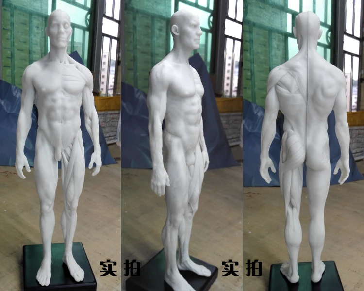 30 см скелет человека анатомический модель инструмент череп голова мышцы кости