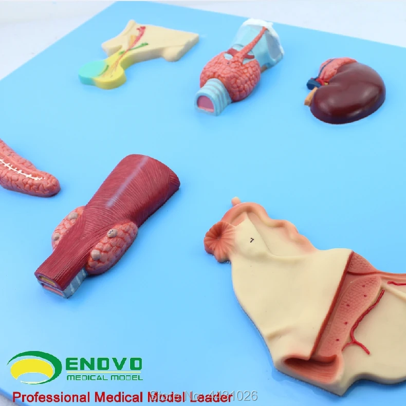 

ENOVO Human endocrine system model endocrine gland human anatomy system medical teaching model.