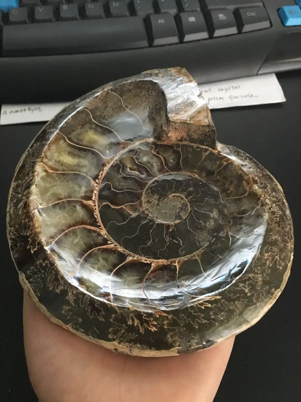 650 г натуральной раковины аммония fossil уникальная пепельница из Польши | Дом и сад