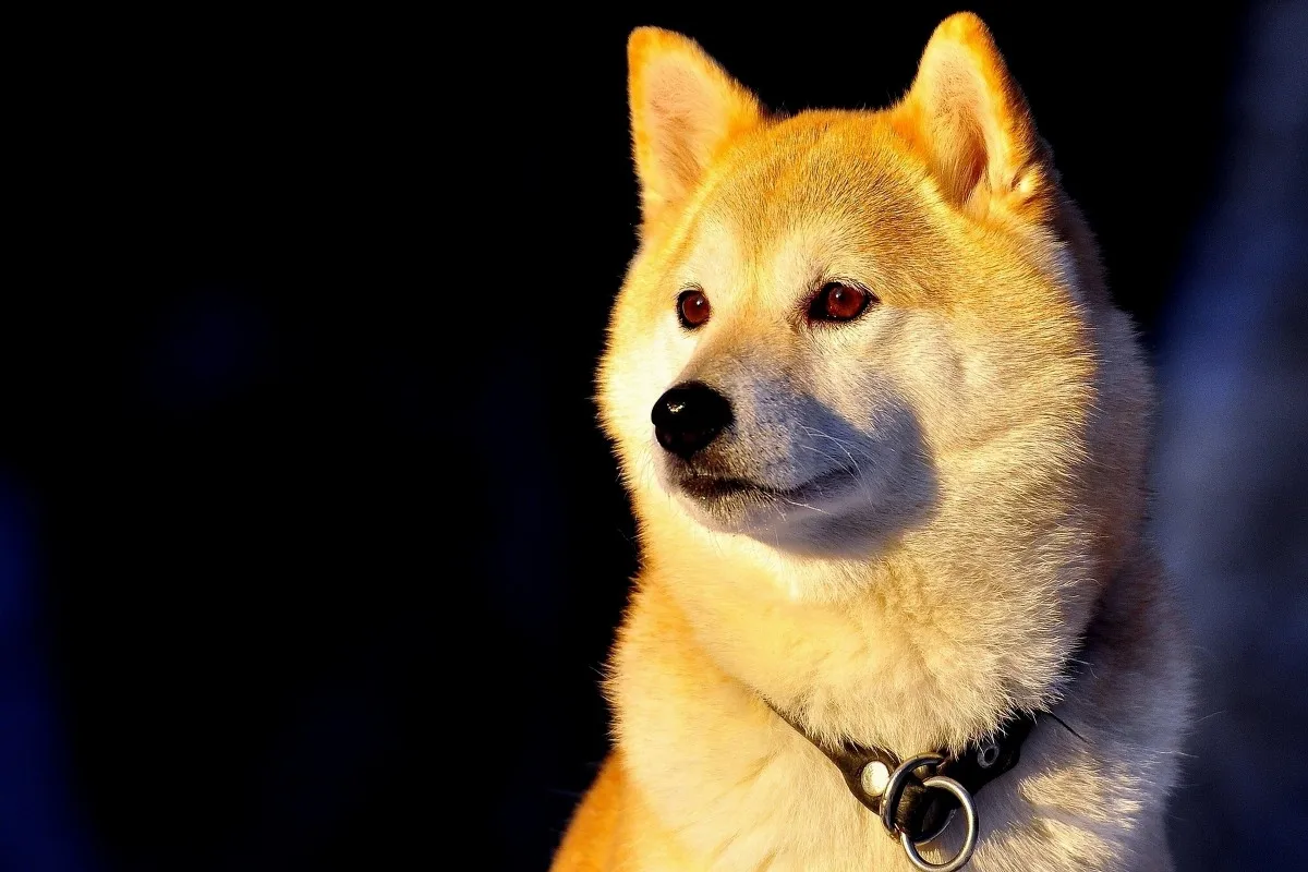 Тканевый постер с рисунком на заказ ошейник Косплей Shiba Лисья Секретная служба (Inu