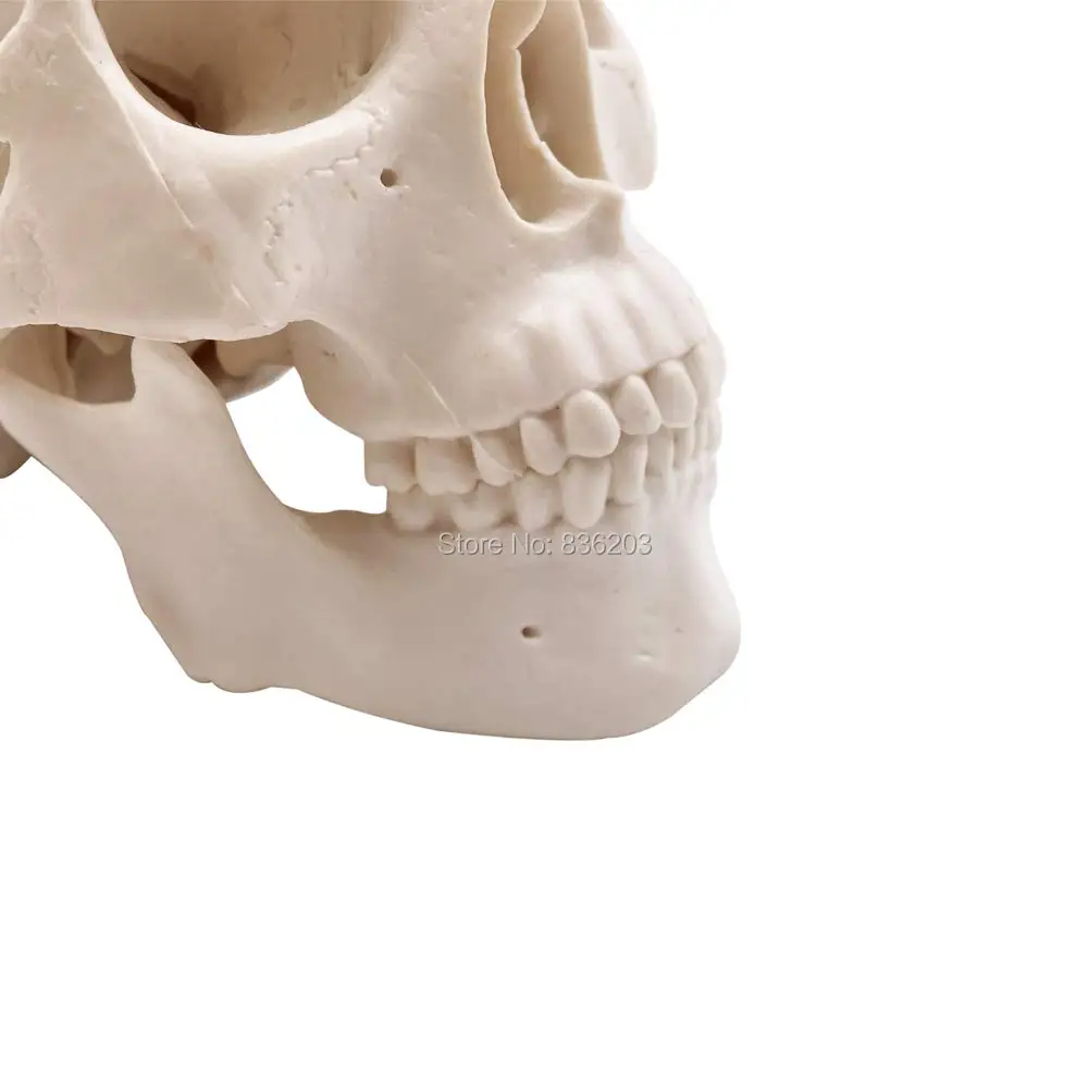 Human Pathological skeleton Anatomical mini skull Structure surgical Median Section traumatic pistols condoms medical instrument