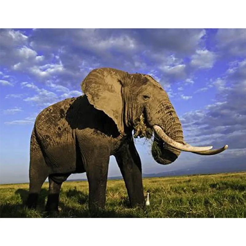 Алмазная живопись вышивка 5D своими руками алмазная olifant крестиком Цветочная