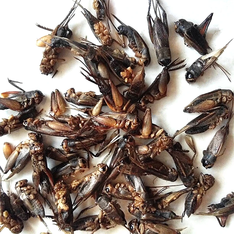 500g Wild Dry Crickets, 250g/500g/bag, Dry Crickets, Good Quality, Free Delivery - Цвет: 500g