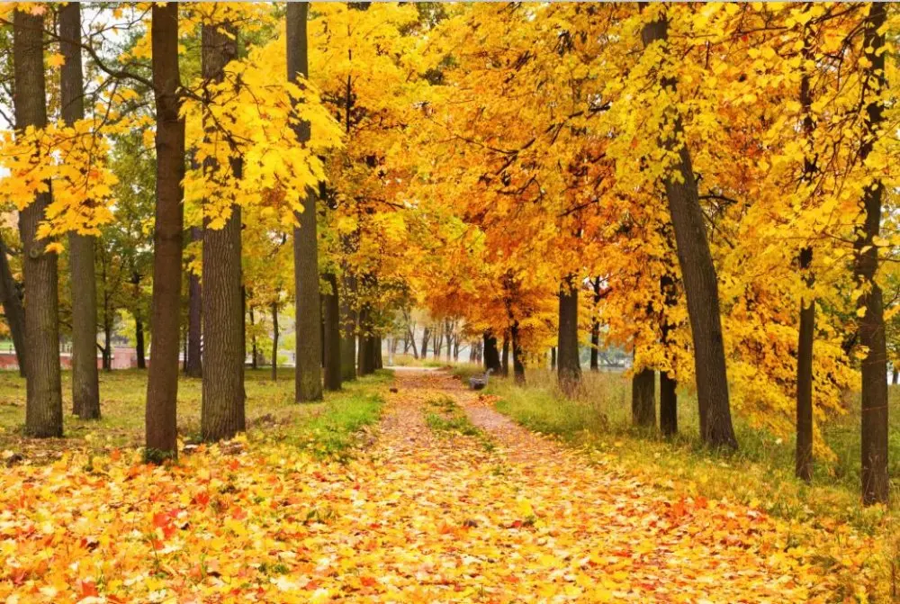 Золото 3D печать цифровая трехмерная дорога Монреаль 100% затемненная ткань