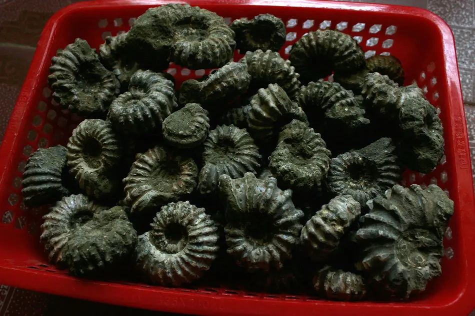 1 кг (2.2LB) 12 шт. натуральные дувиллейцеры аммонита окаменелой раковины Африки