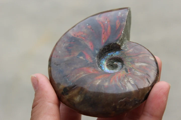 

color FOSSILIZED SNAIL AMMONITE MINERAL FROM MOROCCO . MULTI-COLOR FIRE
