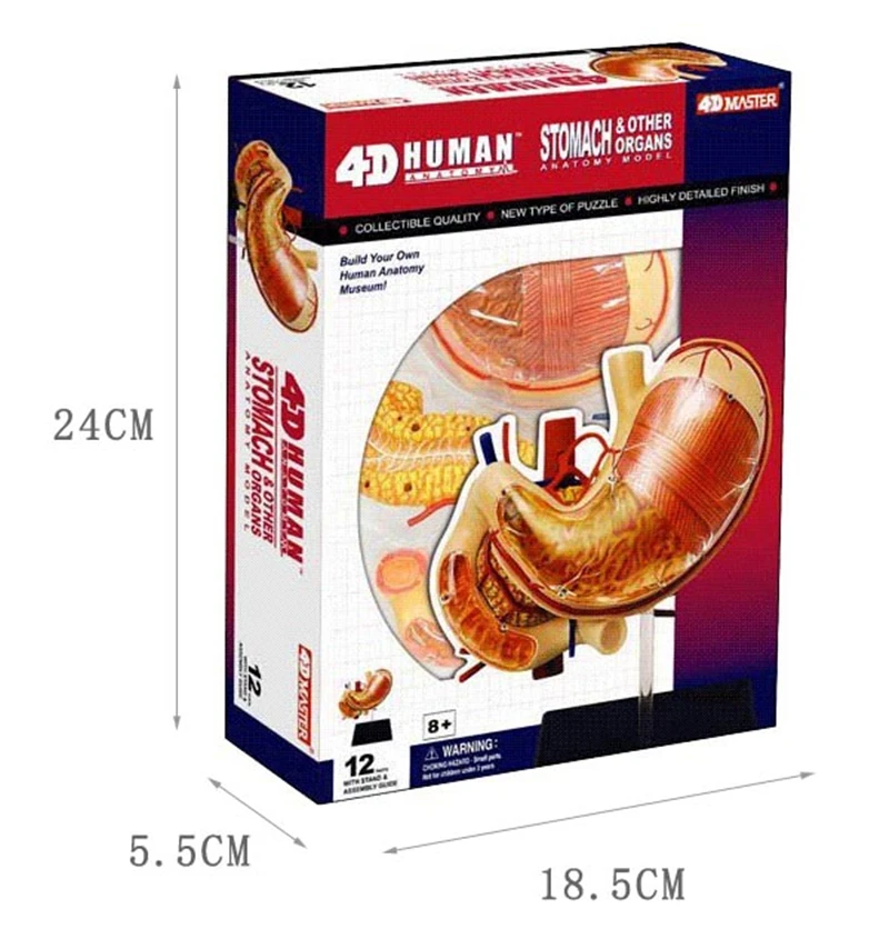 

Stomach 4d master puzzle Assembling toy human body organ anatomical model medical teaching model