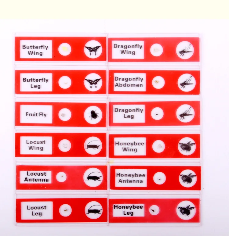 Детский студенческий 1200 раз аксессуары для микроскопа 12 штук образцов животных и