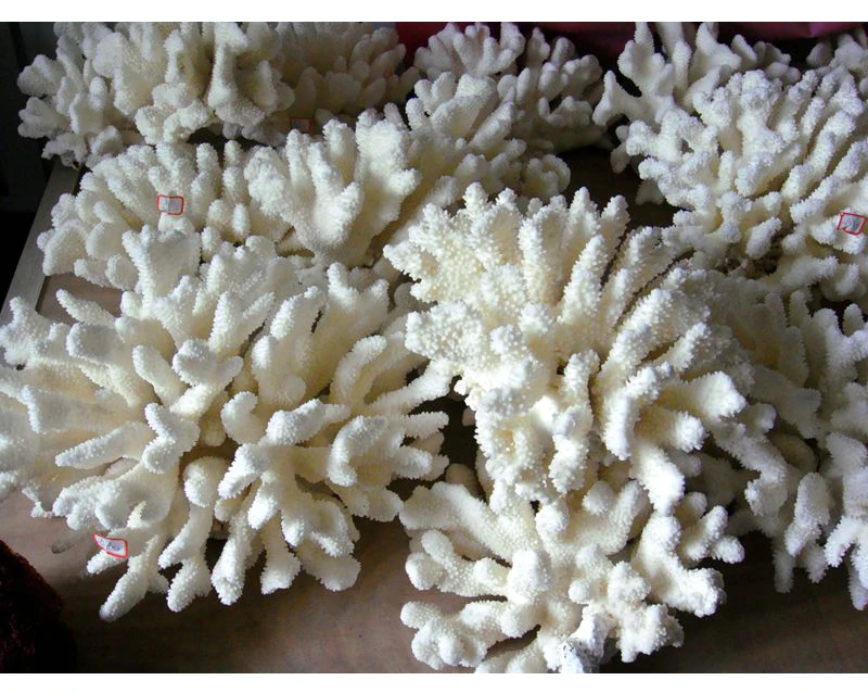 Aqumotic настоящий коралловый декор камень морского дна 1 шт. Океанский Аквариум Украшение для аквариума фотография кусочки кальция настоящий морской коралл белый