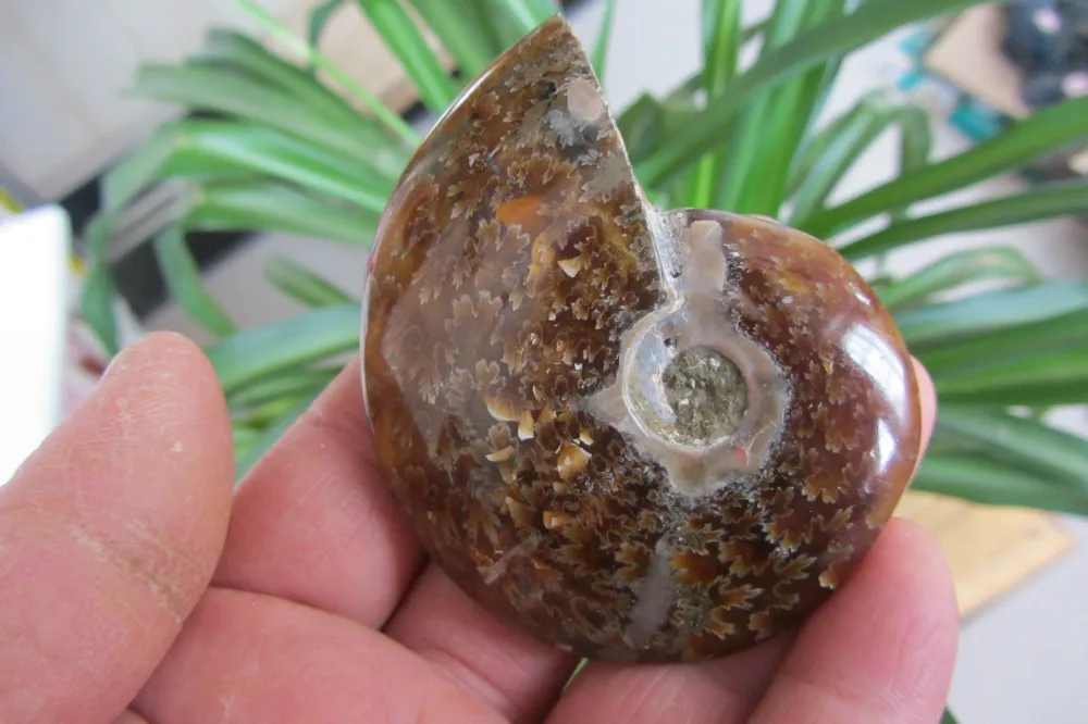 

67.6g NATURAL BEAUTIFUL ammonite FOSSIL SPECIMEN