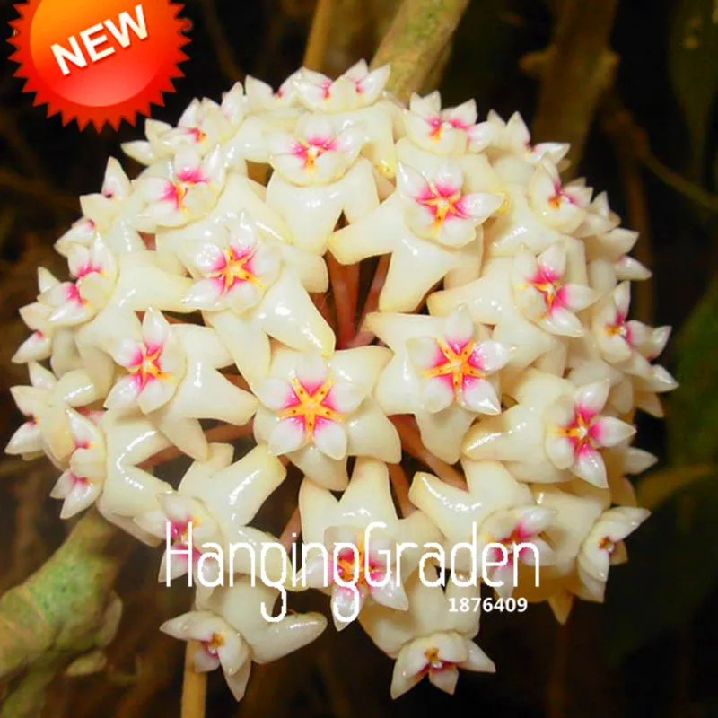 Лидер продаж! Балконная горшечная Роза Hoya Orchid bonsai цветок Carnosa растение для