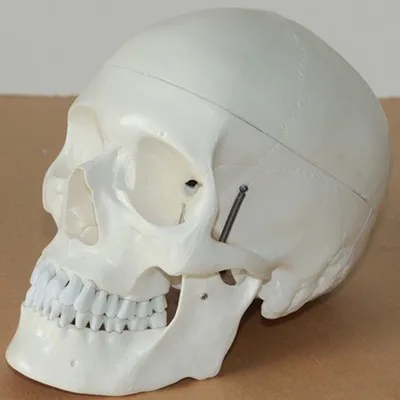 

Medical human skull model 1:1 simulation 19*15*21cm free shipping