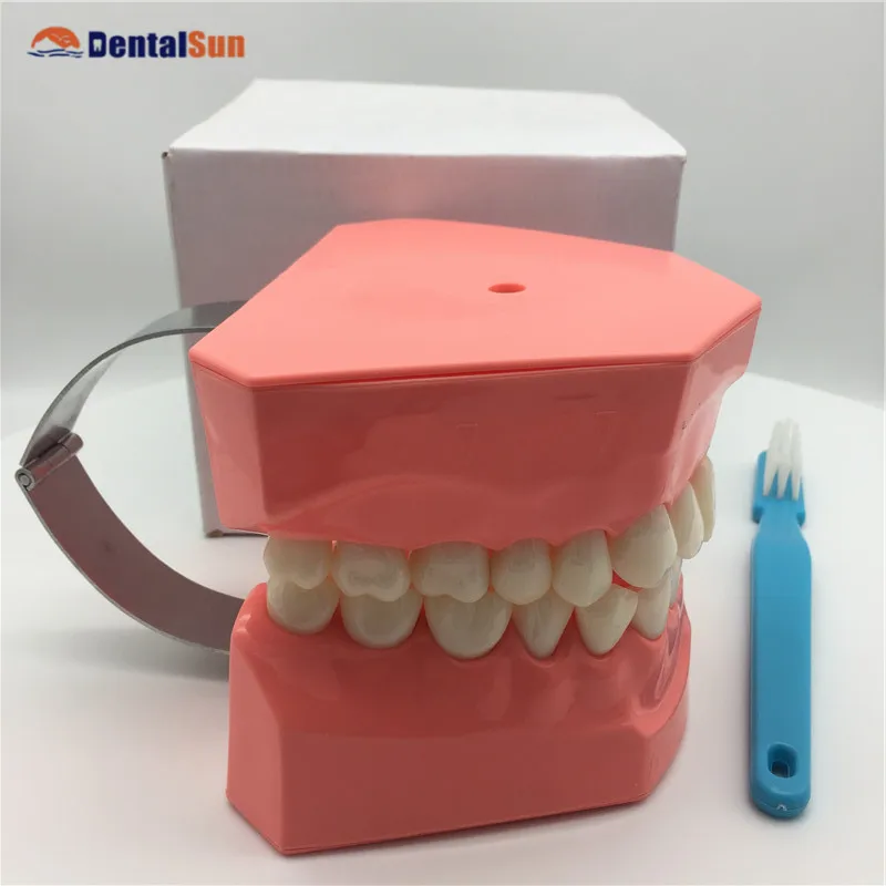 

Dental Educational Lab Sersies 2 TimesBrushing Model HST-11