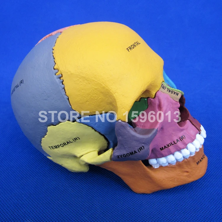 Усовершенствованная модель черепа с дисперзирующей костью человеческого в