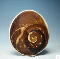 natural beautiful marine fossil seashells 30 40g