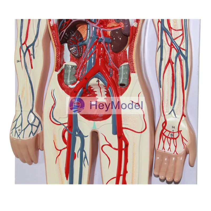 Модель человеческой системы кровообращения HeyModel|system|system model |