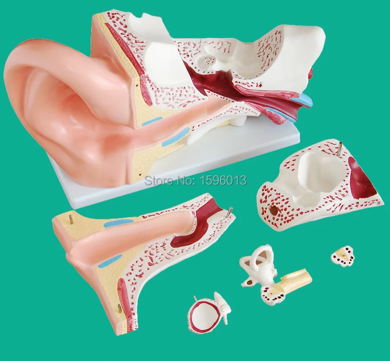 Giant Ear Model 6 parts, Ear structure model,Anatomical Human Ear Model