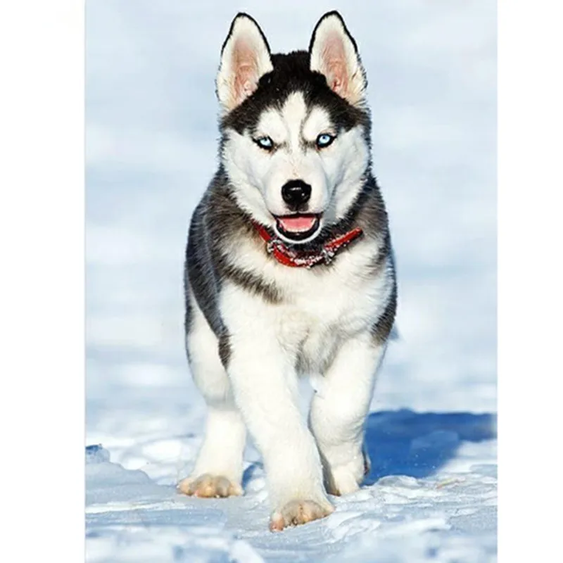 NEW DIY Snow husky 5D dog diamond mosaic full embroidery needlework painting cross stitch crafts home decor | Дом и сад