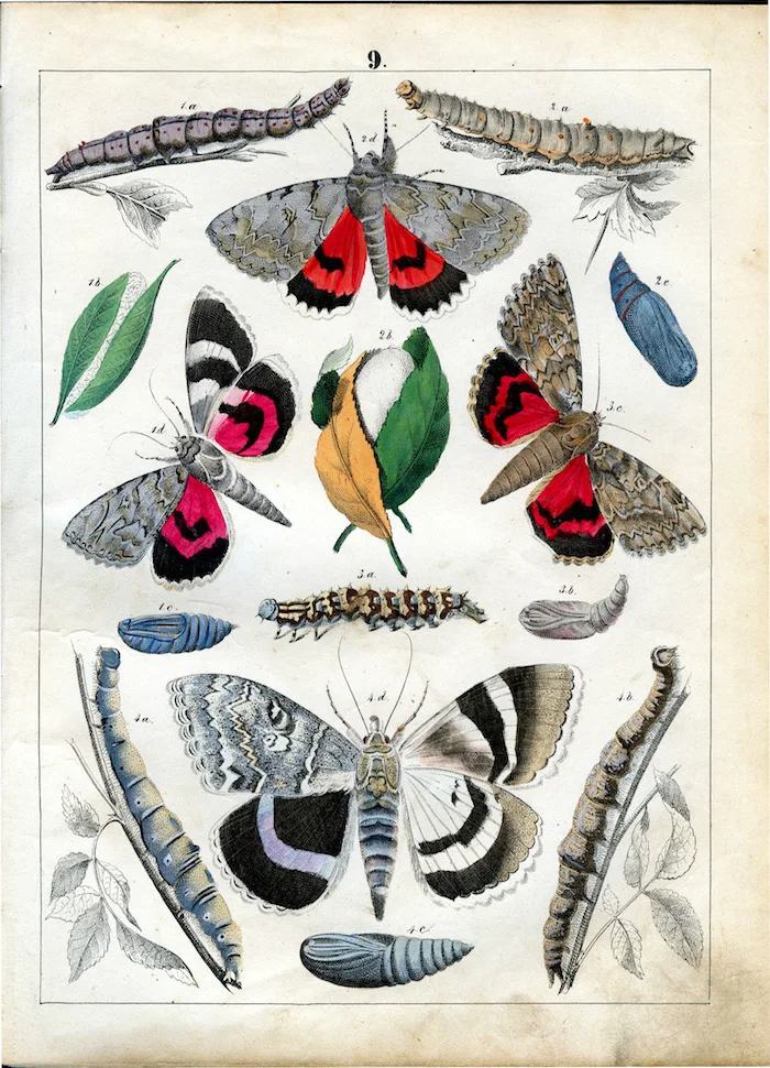 Винтажные рекламные плакаты постеры в виде насекомых моли энциклопедии крафт