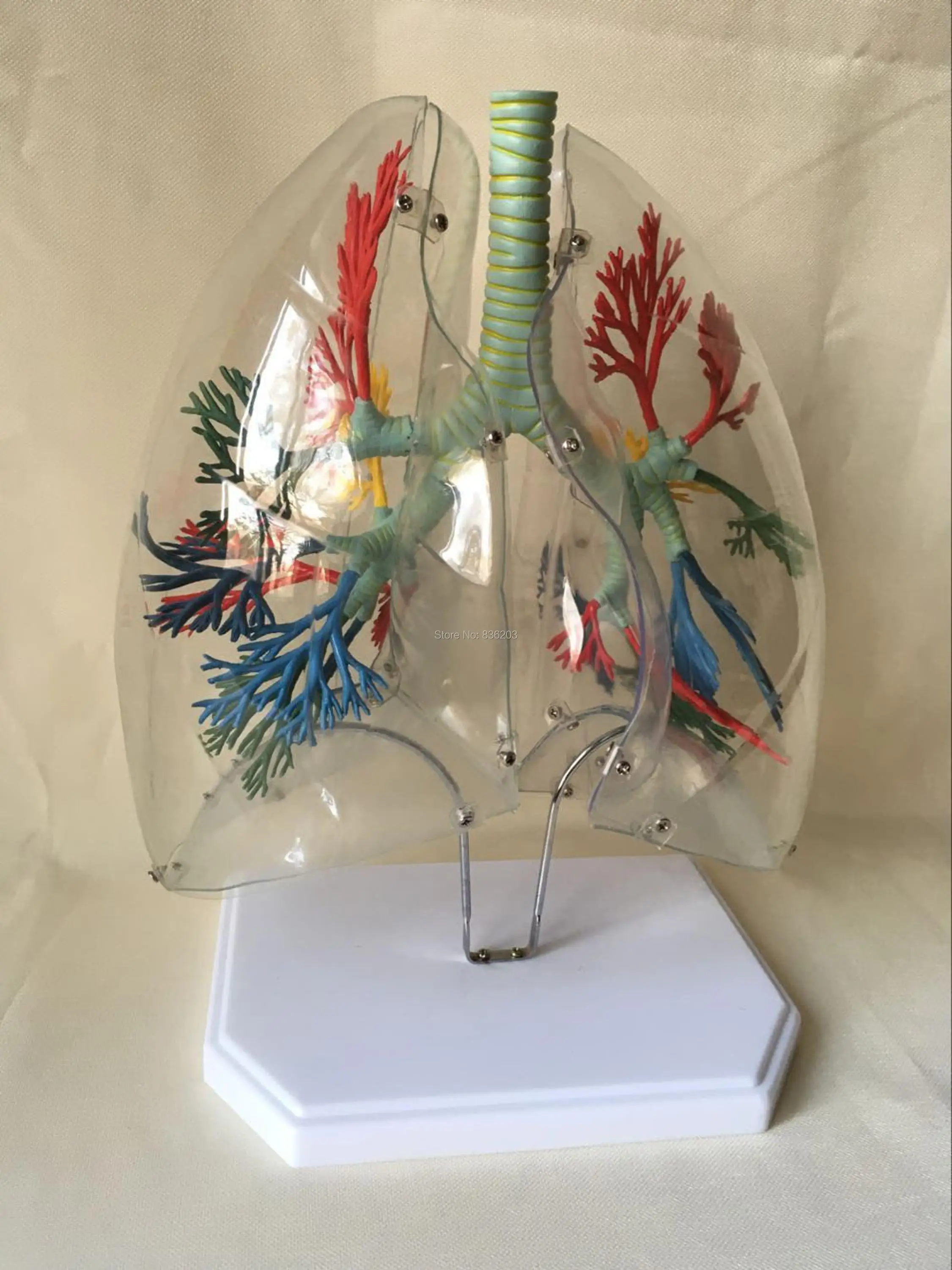 Человеческий травматический научный скелет прозрачные сегменты легких пистолет