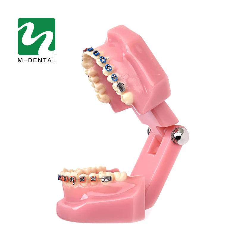 1 шт. Стоматологическая Ортодонтическая модель исследования зубной