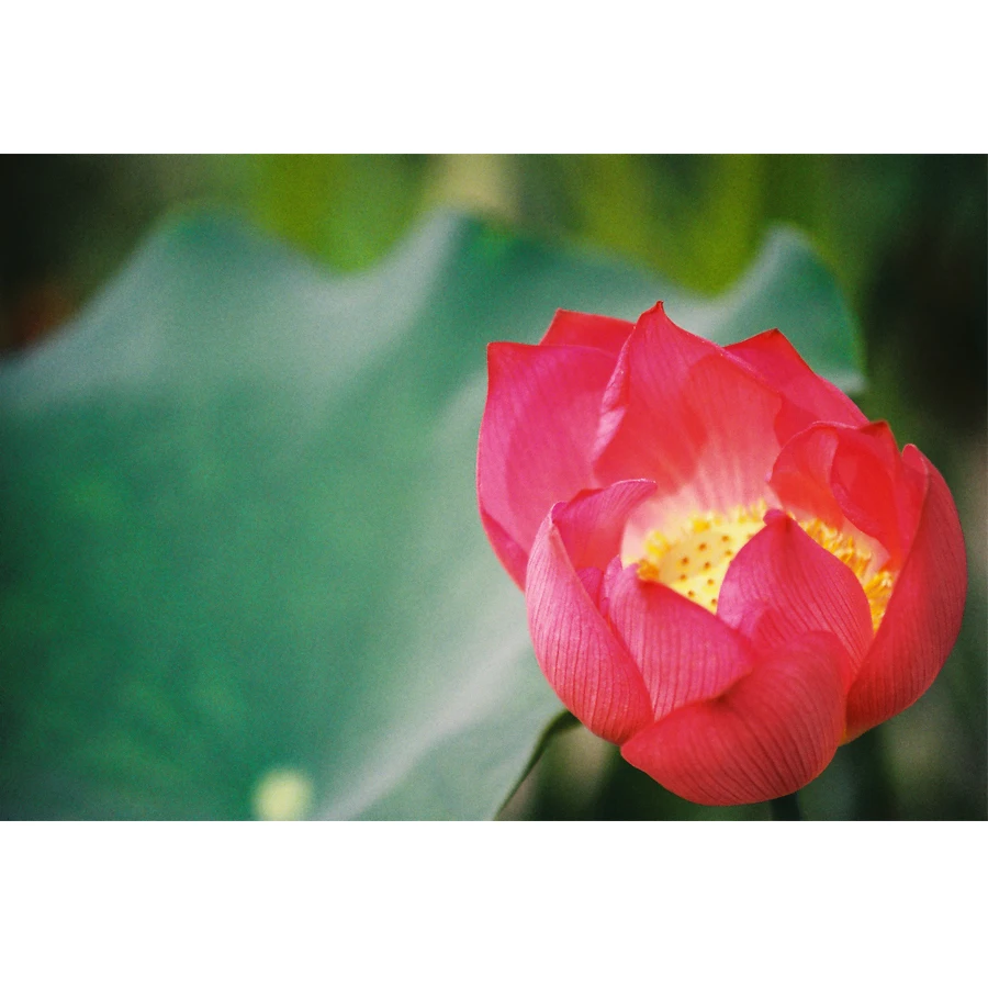 Fujifilm Fujicolor C200 10 рулонов/партия цветная 35 мм пленка 36 для камеры формата 135 Lomo Holga BC