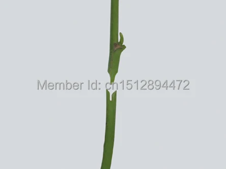 Профессиональные садовые ножницы для обрезки фруктов + 2 лезвия инструменты