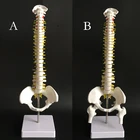 45 см человеческий позвоночник с тазовой моделью, анатомическая модель позвоночника, медицинская модель AB Style, школьные Медицинские Учебные принадлежности