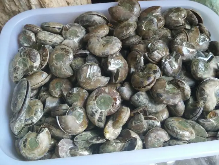 Ископаемые образцы раковины из аммонита для заживления минералов | Дом и сад