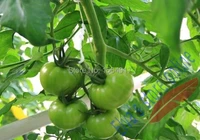 1000pcs plastic peduncle hang hooks plant fastener plant vines tomato melon cucumber flower vegetable farming hang hook clip