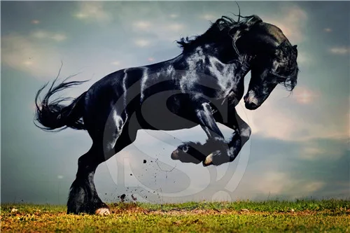 wild animal running black horse custom poster rock star in Home-Office-Living-Room-Decor Classic 50x75 cm @1 | Дом и сад
