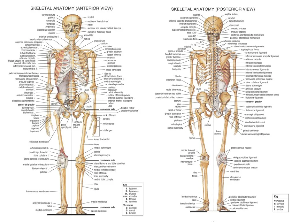 Человека Средства ухода за кожей Анатомические Диаграмма мышечная Системы