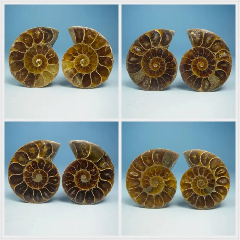 

A pair of Natural Ammonite Fossil Specimen Shell conch Nautilus Pompiplius Ocean jasper Fish Tank Stones Healing 21mm--25mm