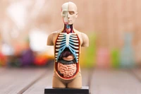 4d human torso anatomy model skelekon medical teaching aid puzzle assembling toy laboratory education classroom equipment