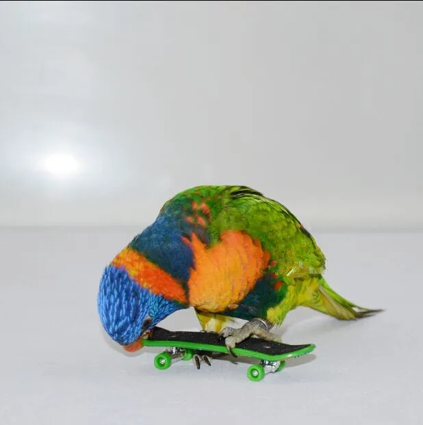 

Fun Interactive Pet Parrot Bird Toys Intelligence Growth Funny Moving Toy D412