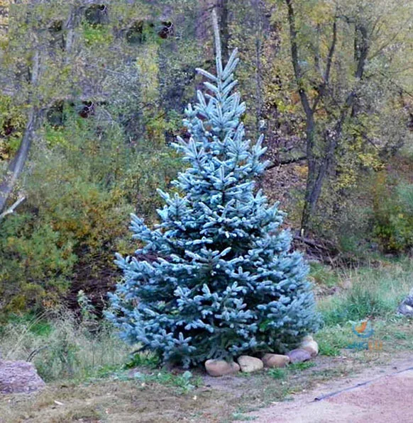 100 шт. в упаковке Голубая ель Picea горшечная Рождественская елка бонсай Сосновая