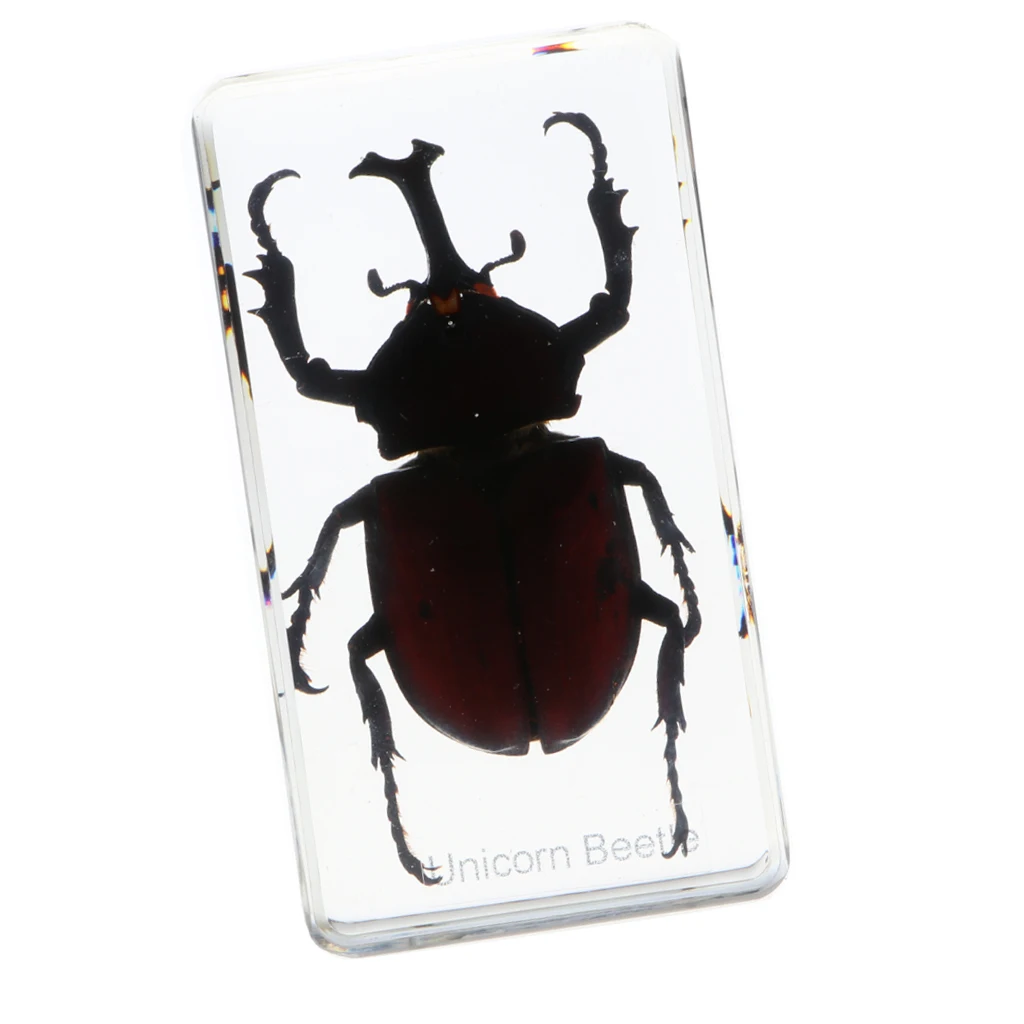 Фигурка насекомого модель игрушка творческий образец смолы образца образования