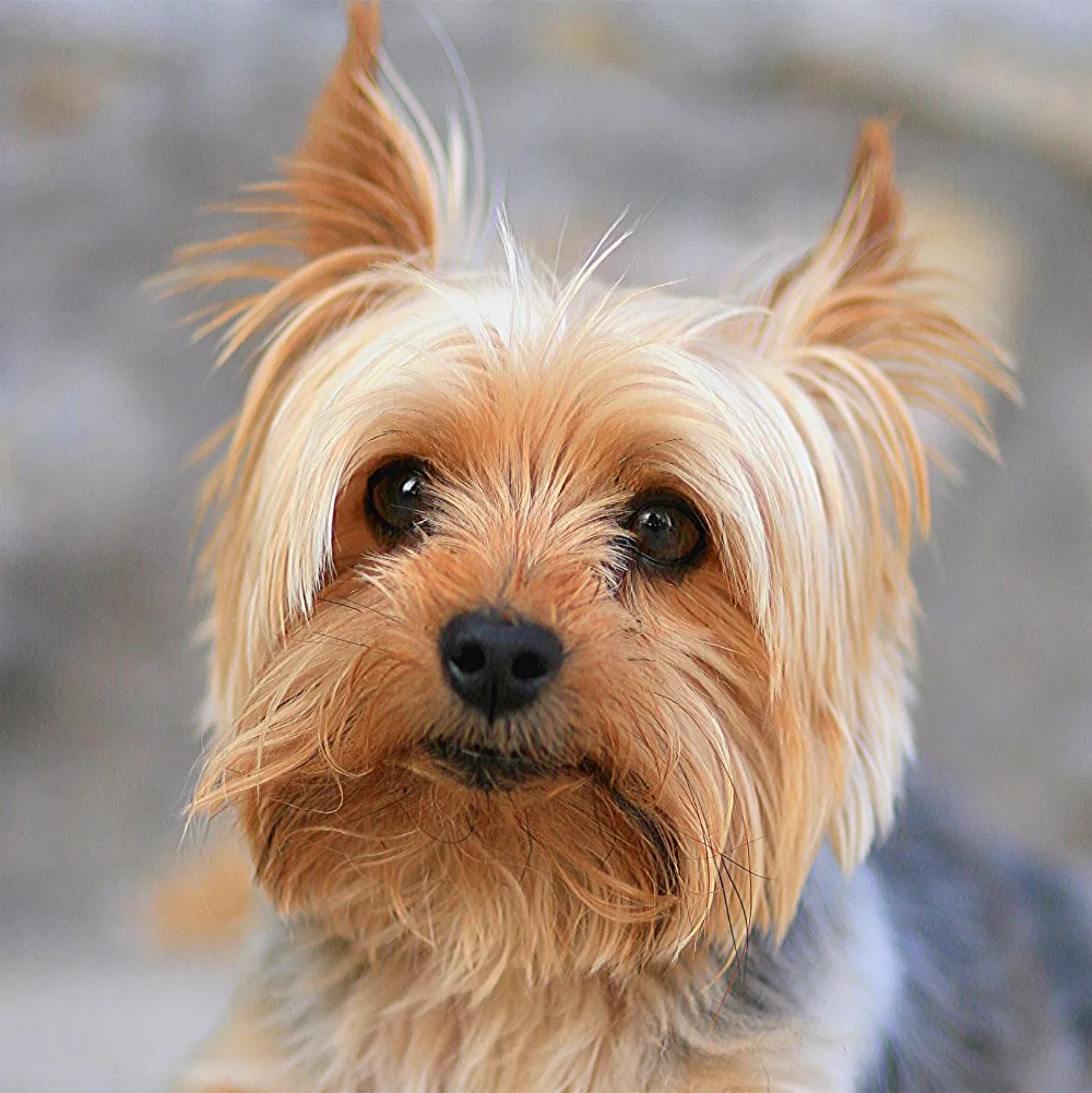 

Алмазная 5D Вышивка «сделай сам», животное, йоркширский терьер, полноразмерная/круглая 5d алмазная живопись, наборы для вышивки крестиком, мо...