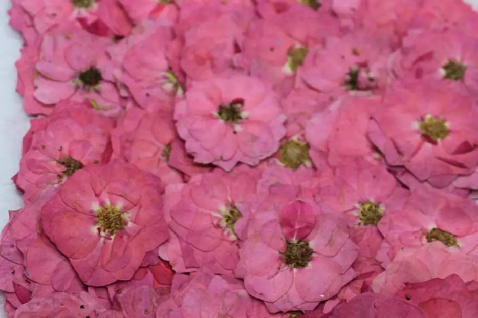 60 шт прессованный высушенный Pink Rosa Rugosa Thunb. Цветочная фотография для ювелирных