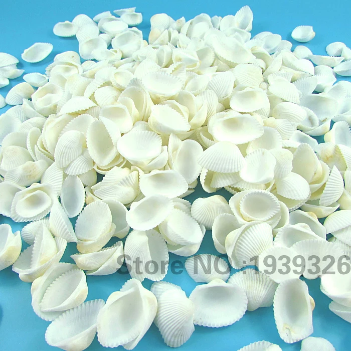 Натуральный пляжный морской ракушка украшения 100/80 шт белая Конча Улитка для