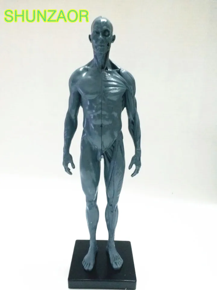 30 см модель человека для Для мужчин PU кожа серый скелета Анатомия череп головы