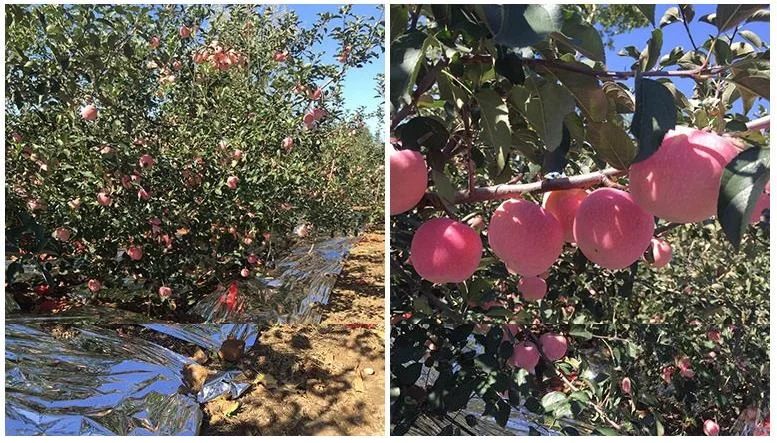 80CM/60CM Width Agricultural PET Reflective Mylar Film Greenhouses Fruit Trees Apple Grapes Increasing Temperature Light
