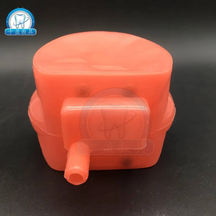 Dental Stomatology Teaching Model Extractable Teeth Demolition Simulation | Канцтовары для офиса и дома