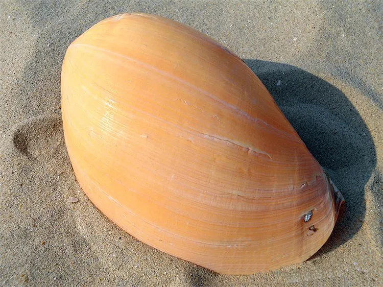 

20-25CM Natural Conch Shells Mediterranean Household Aquarium Home Furnishing Articles Large Conch Craft Home Wedding Decoration